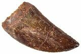 Serrated, Carcharodontosaurus Tooth - Real Dinosaur Tooth #267753-1